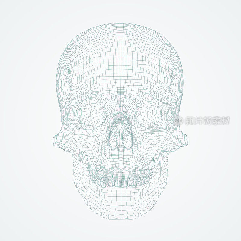 三维颅骨。Ware mesh从3d应用程序。
